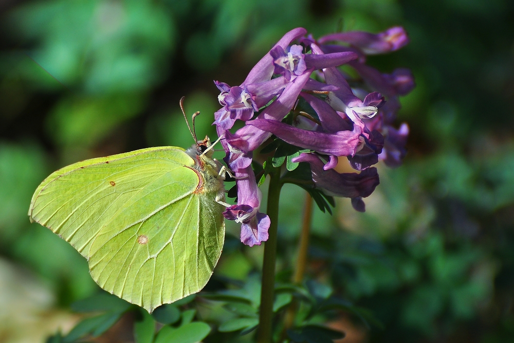 Der Zitronenfalter an Lechensporn...... (Gonepteryx rhamni)