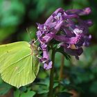 Der Zitronenfalter an Lechensporn...... (Gonepteryx rhamni)