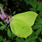 Der Zitronenfalter an Lerchensporn..... (Gonepteryx rhamni)