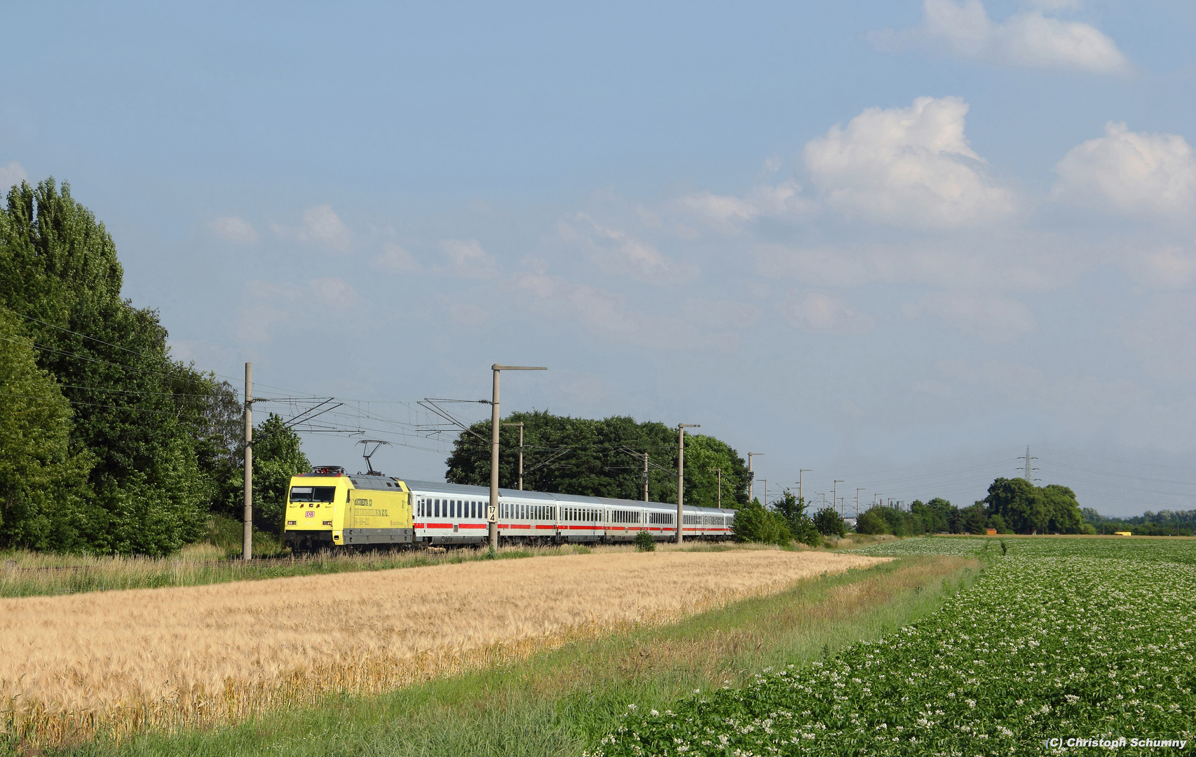 Der Zitronenfalter auf dem Weg nach Emden