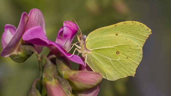 Der Zitronenfalter.....