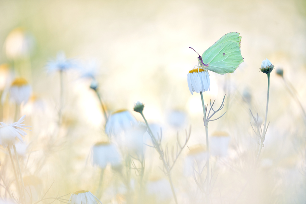 Der Zitronenfalter (Gonepteryx rhamni)