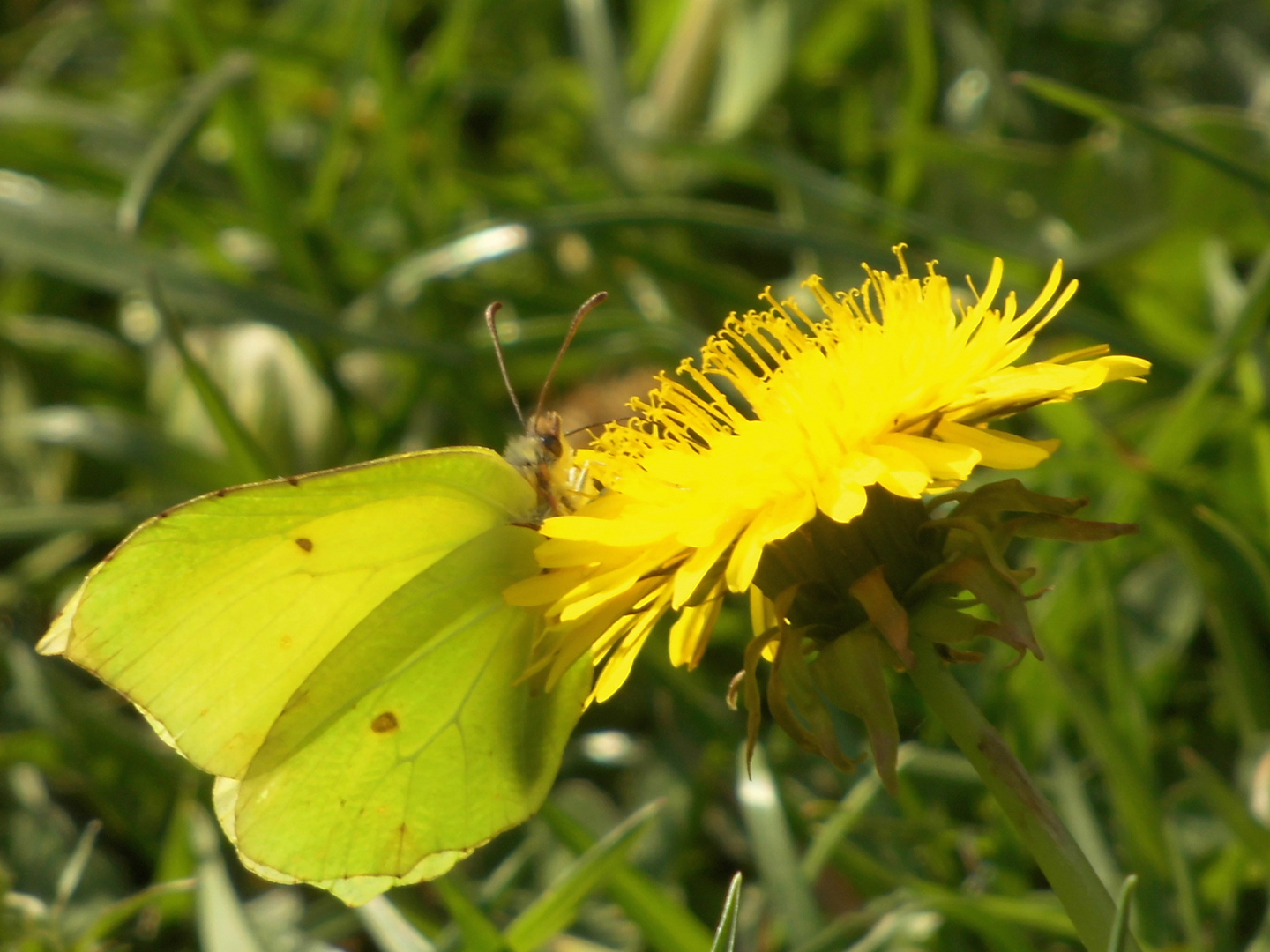 Der Zitronenfalter (Gonepteryx rhamni) am Löwenzahn