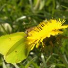 Der Zitronenfalter (Gonepteryx rhamni) am Löwenzahn