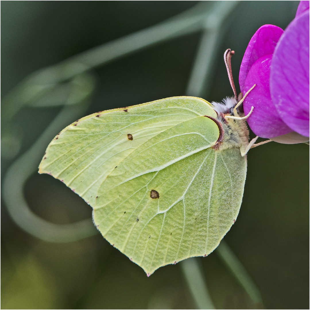 Der Zitronenfalter (Gonepteryx rhamni) besuchte . . .