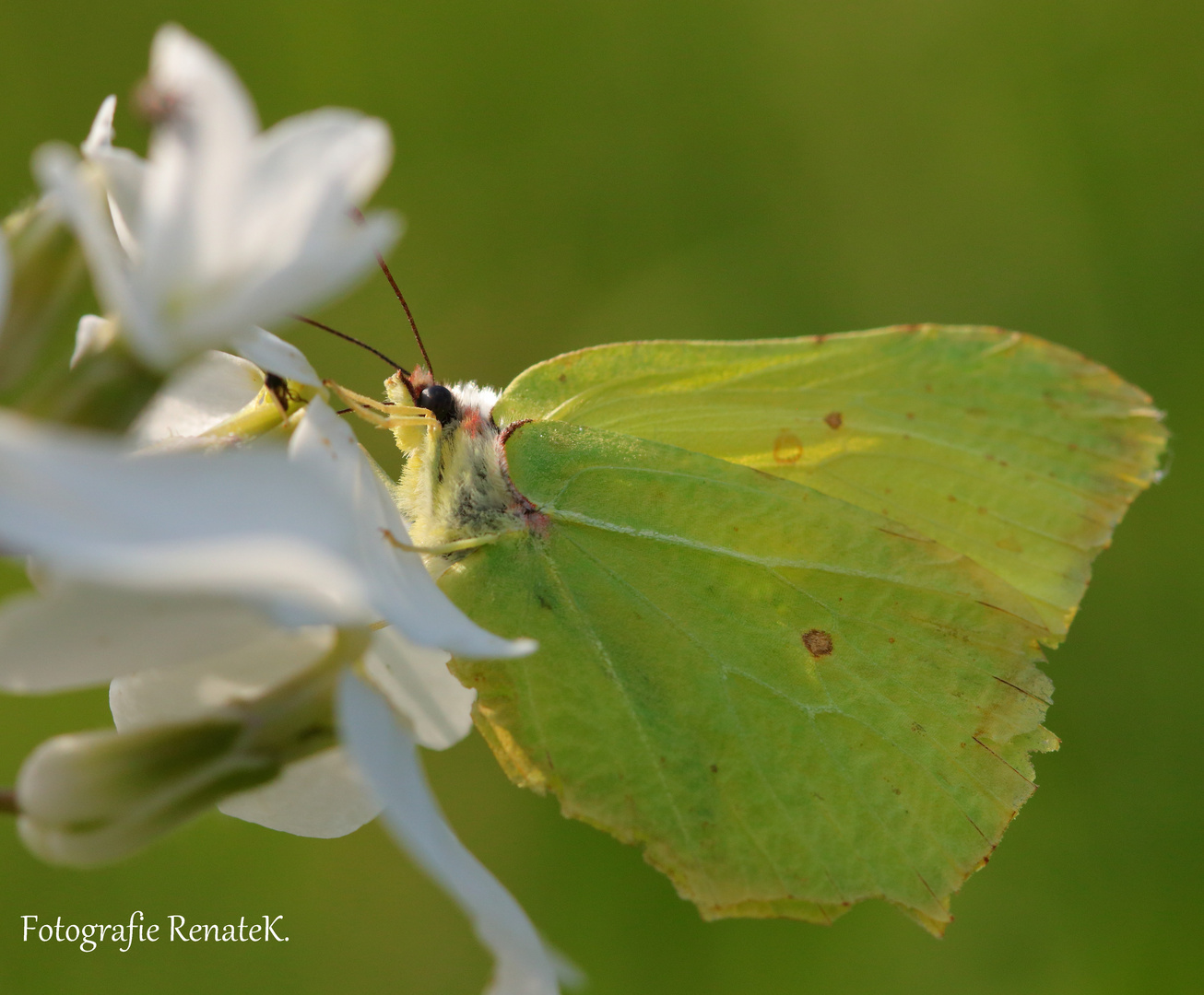 Der Zitronenfalter - Gonepteryx rhamni