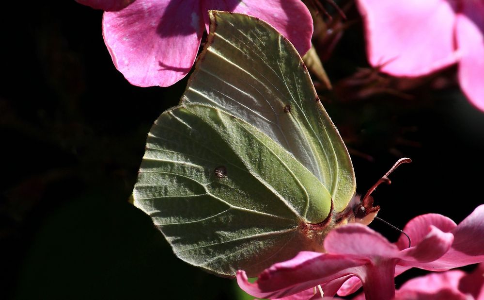 der Zitronenfalter (Gonepteryx rhamni)...