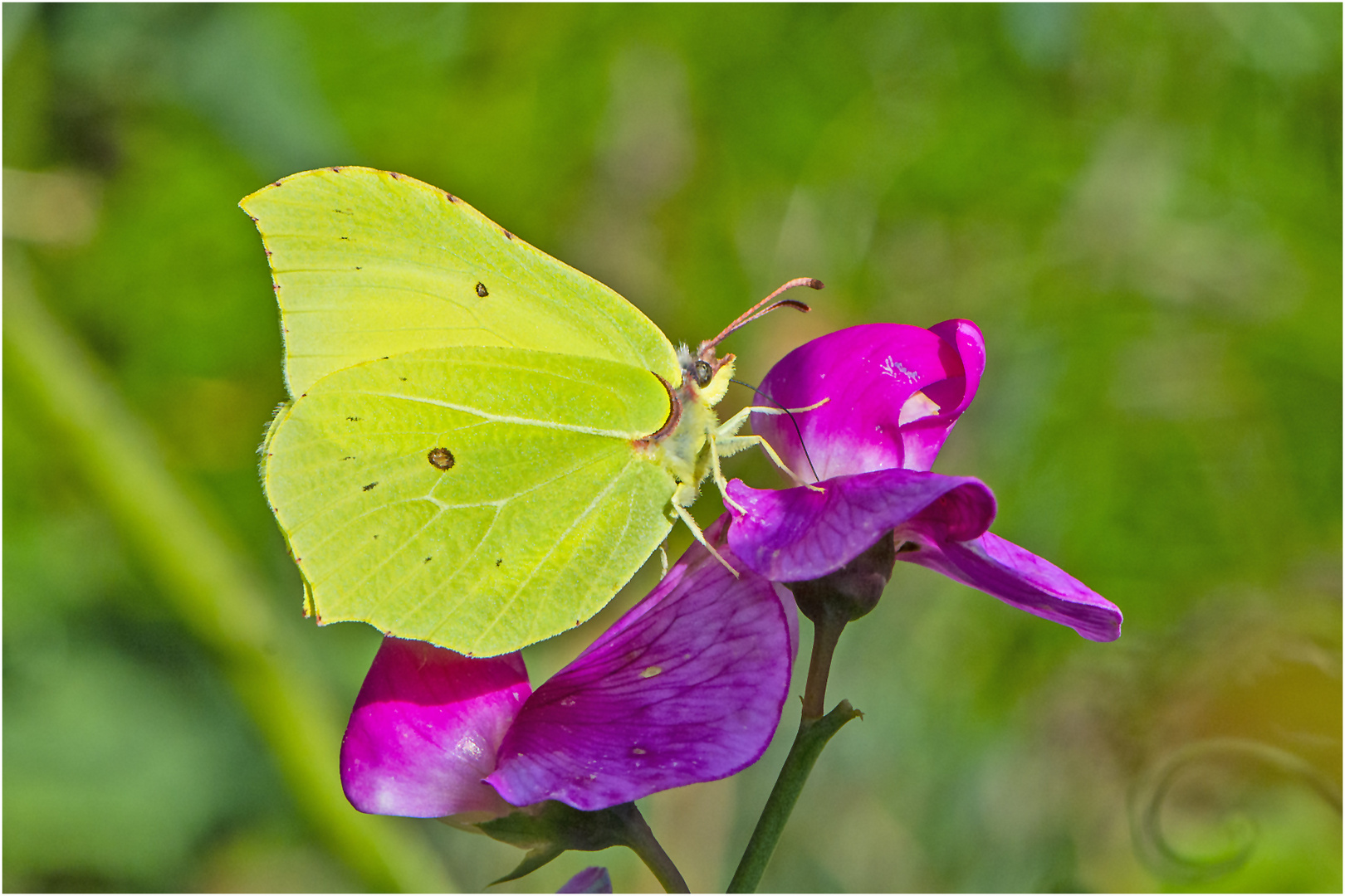 Der Zitronenfalter (Gonepteryx rhamni) nutzte . . .