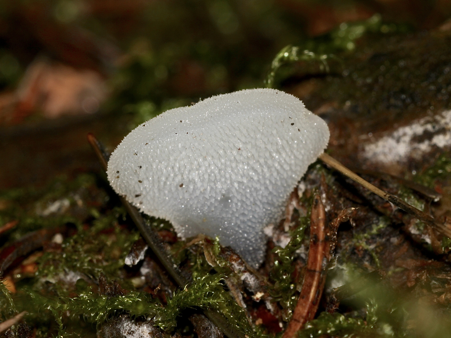 Der Zitterzahn, Eiszahn oder Gallertstacheling (Pseudohypnum gelatinosum)