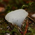 Der Zitterzahn, Eiszahn oder Gallertstacheling (Pseudohypnum gelatinosum)