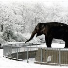 Der Zoo, ein Wintermärchen!