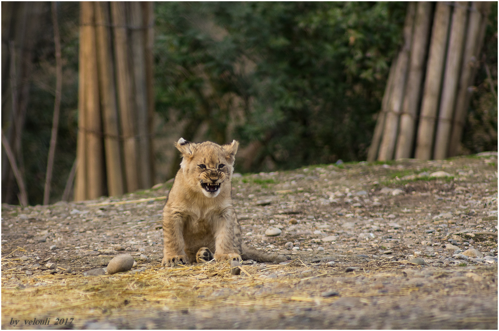 Der Zoo hat Nachwuchs 2