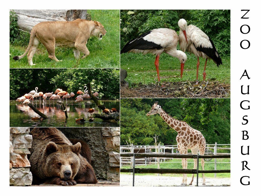 Der Zoo in Augsburg