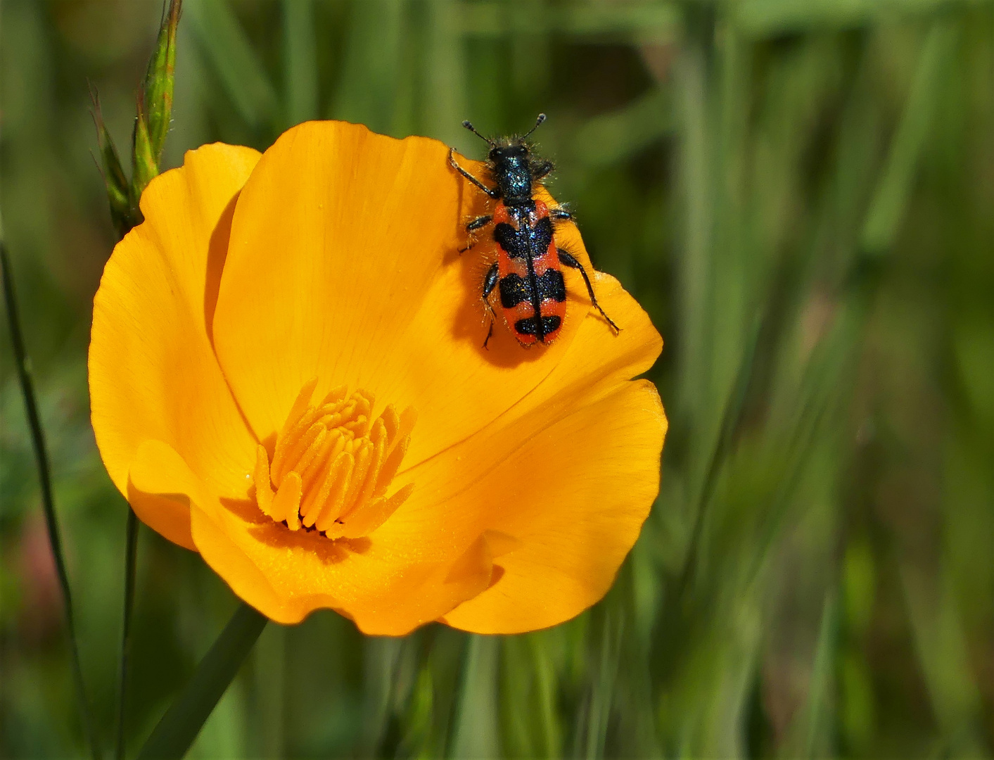 Der zottige Bienenkäfer