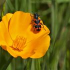 Der zottige Bienenkäfer