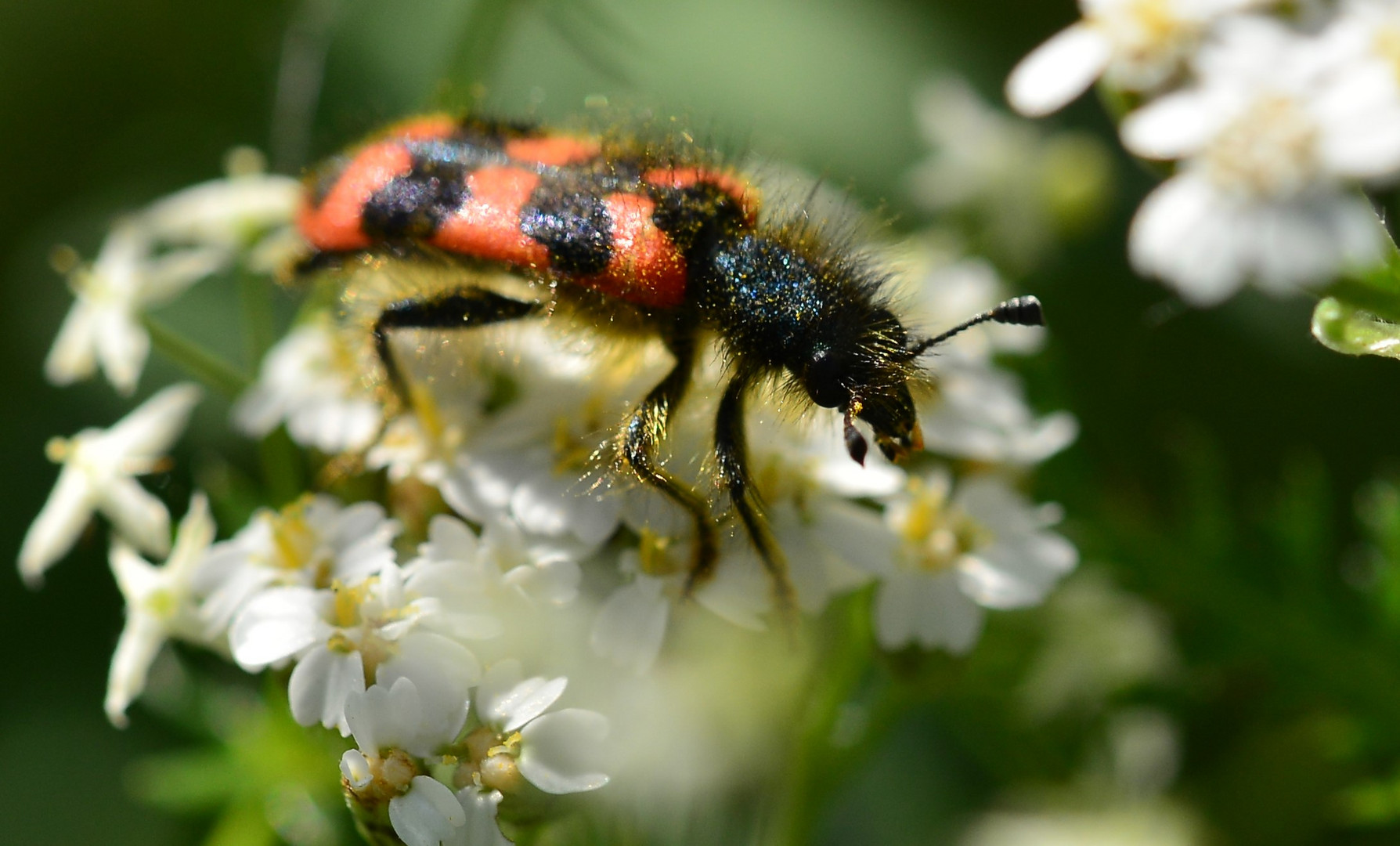 Der Zottiger Bienenkäfer (Trichodes alvearius)