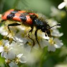 Der Zottiger Bienenkäfer (Trichodes alvearius)