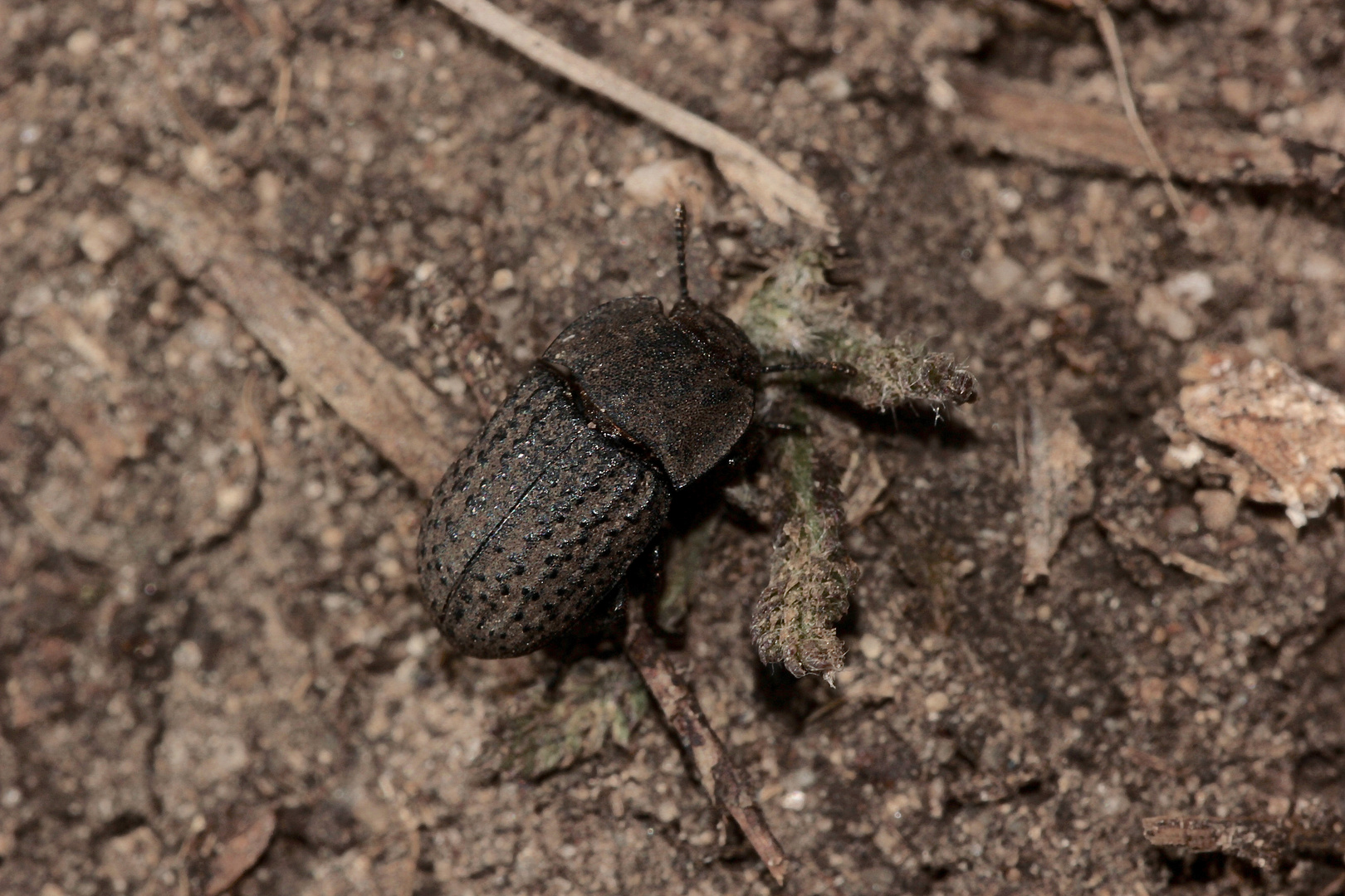 Der zu den Schwarzkäfern (Fam. Tenebrionidae) gehörende (GEMEINE) STAUBKÄFER, ...