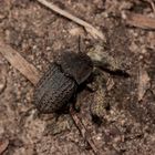 Der zu den Schwarzkäfern (Fam. Tenebrionidae) gehörende (GEMEINE) STAUBKÄFER, ...