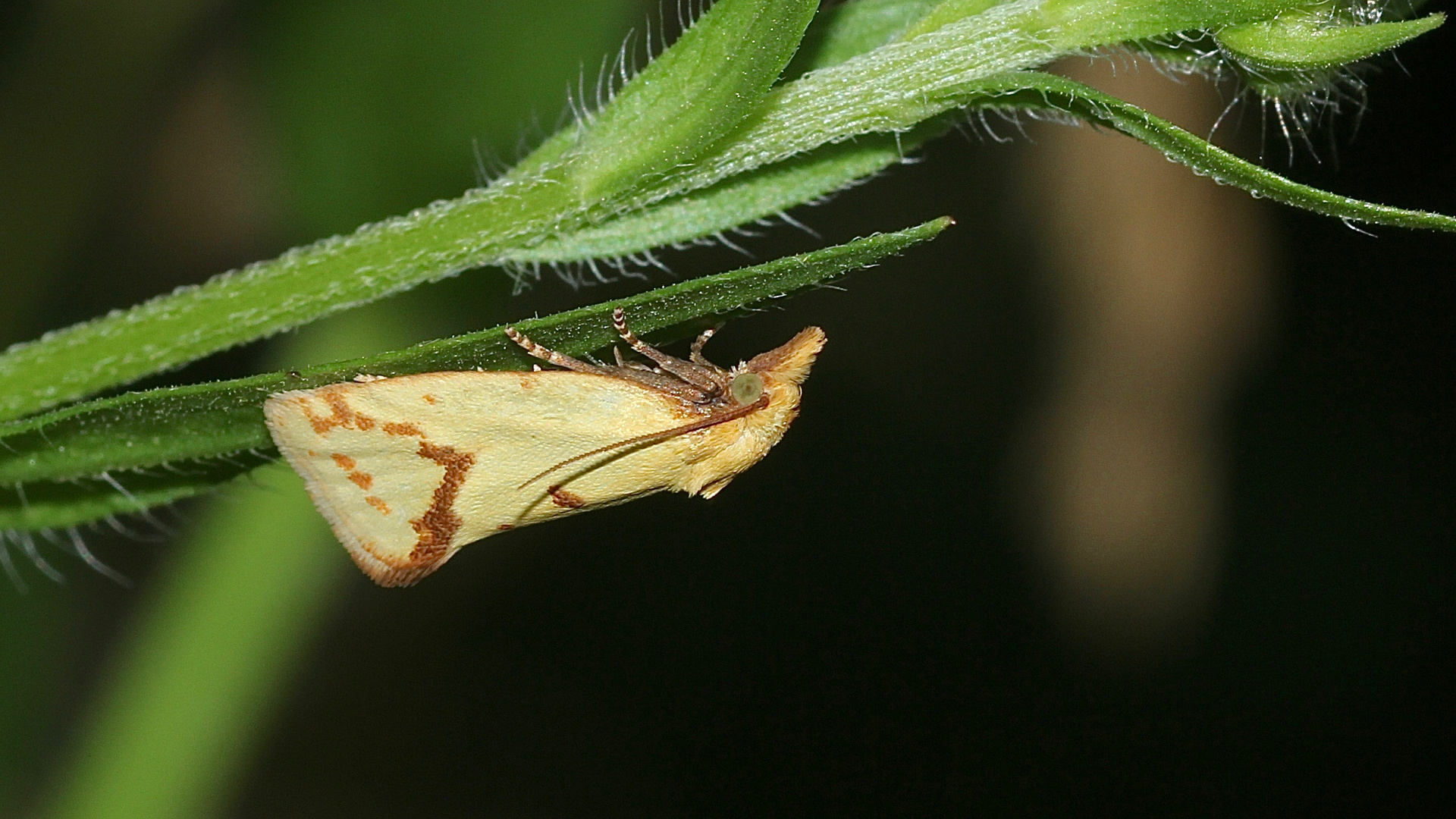 Der zu den Wicklern (Fam. Tortricidae) gehörende Kleinschmetterling AGAPETA HAMANA