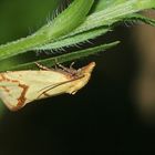 Der zu den Wicklern (Fam. Tortricidae) gehörende Kleinschmetterling AGAPETA HAMANA