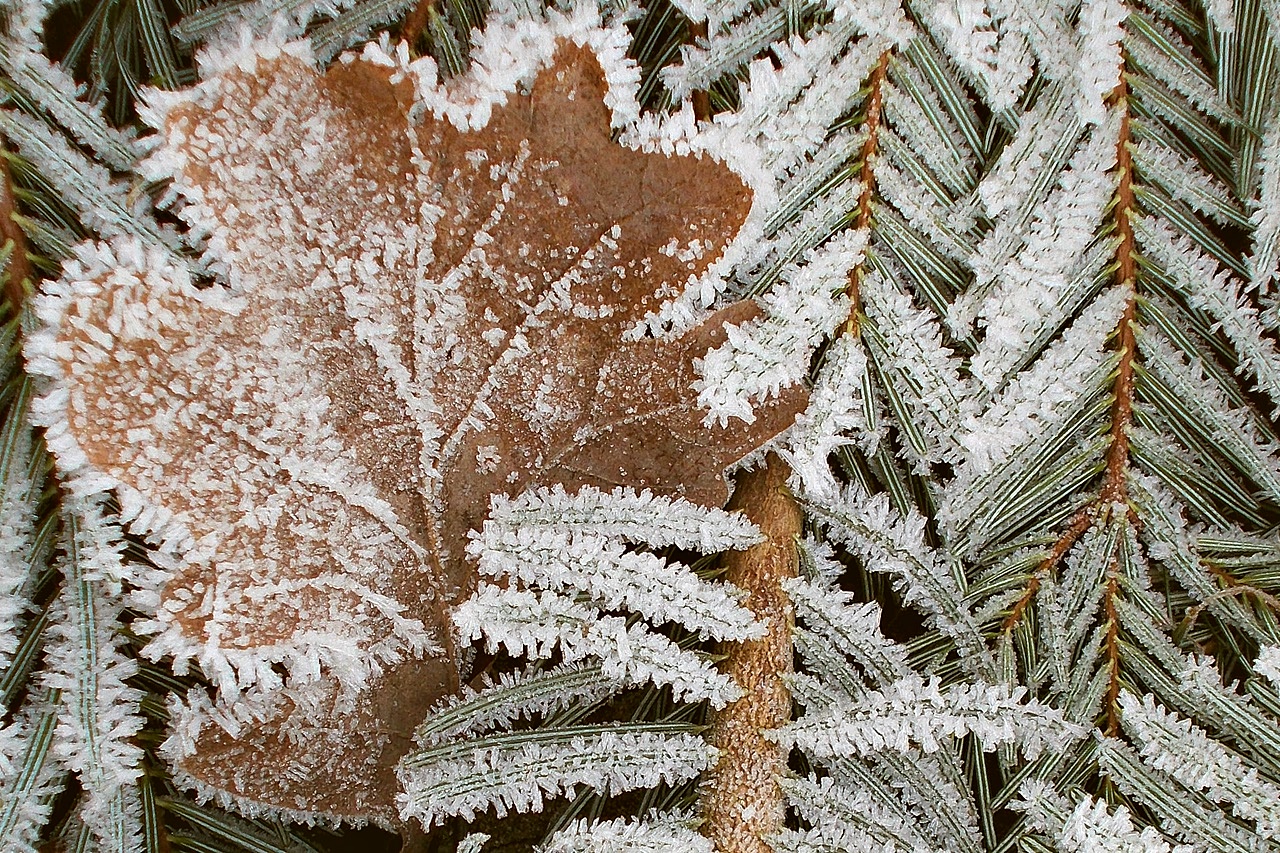 Der Zuckerguß