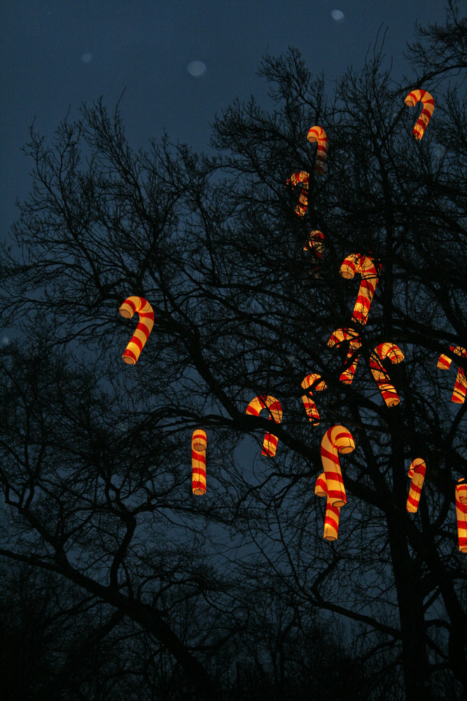 Der Zuckerstangenbaum