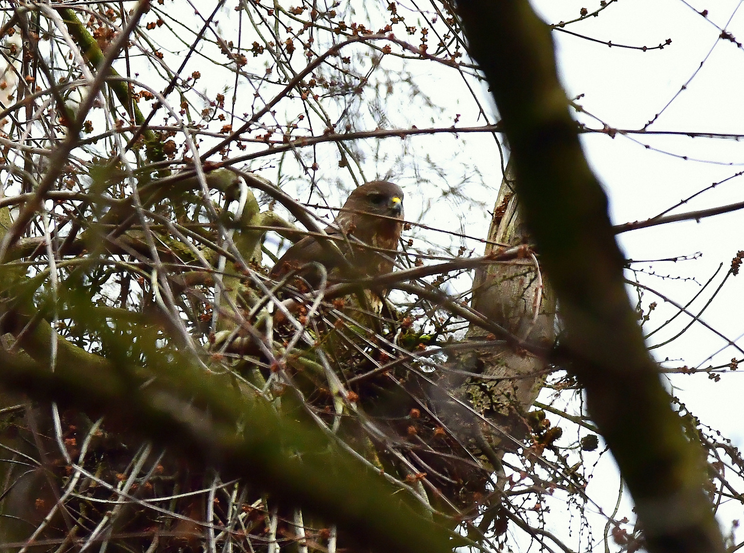 der Zufall....Bussard