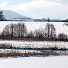 DER ZUFLUSS VOM STAFFELSEE-DAS LETZTE WASSERLOCH FÜR VÖGEL