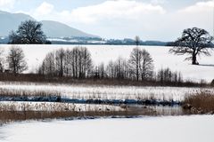 DER ZUFLUSS VOM STAFFELSEE-DAS LETZTE WASSERLOCH FÜR VÖGEL