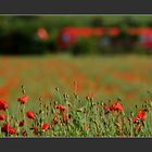 Der Zug / Le train / The train / Il treno / El tren