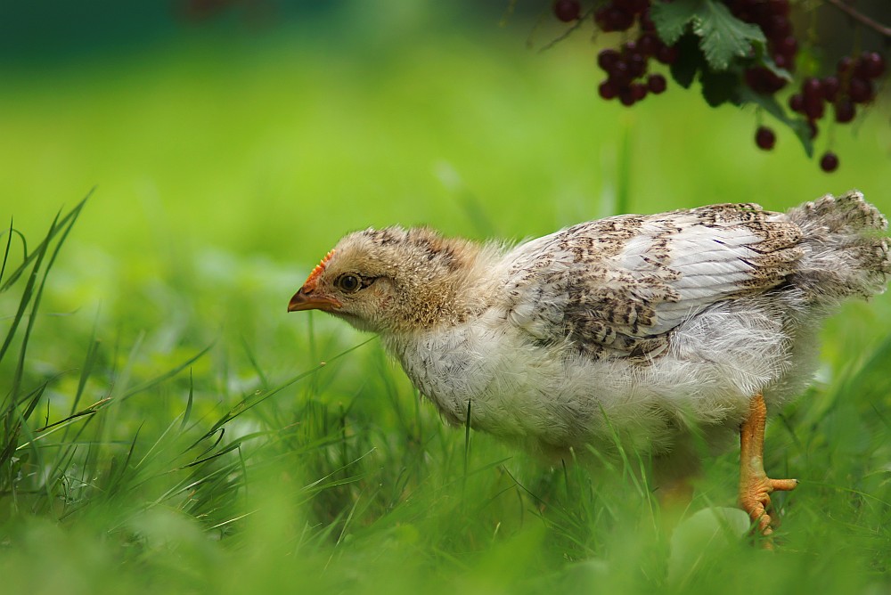 Der zukünftige Eierlieferant