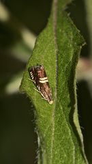 Der zur Familie der Wickler (Tortricidae) gehörende Kleinschmetterling ...