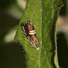 Der zur Familie der Wickler (Tortricidae) gehörende Kleinschmetterling ...