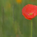 Der zurückhaltende Mohn