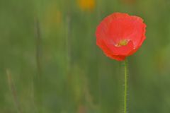 Der zurückhaltende Mohn