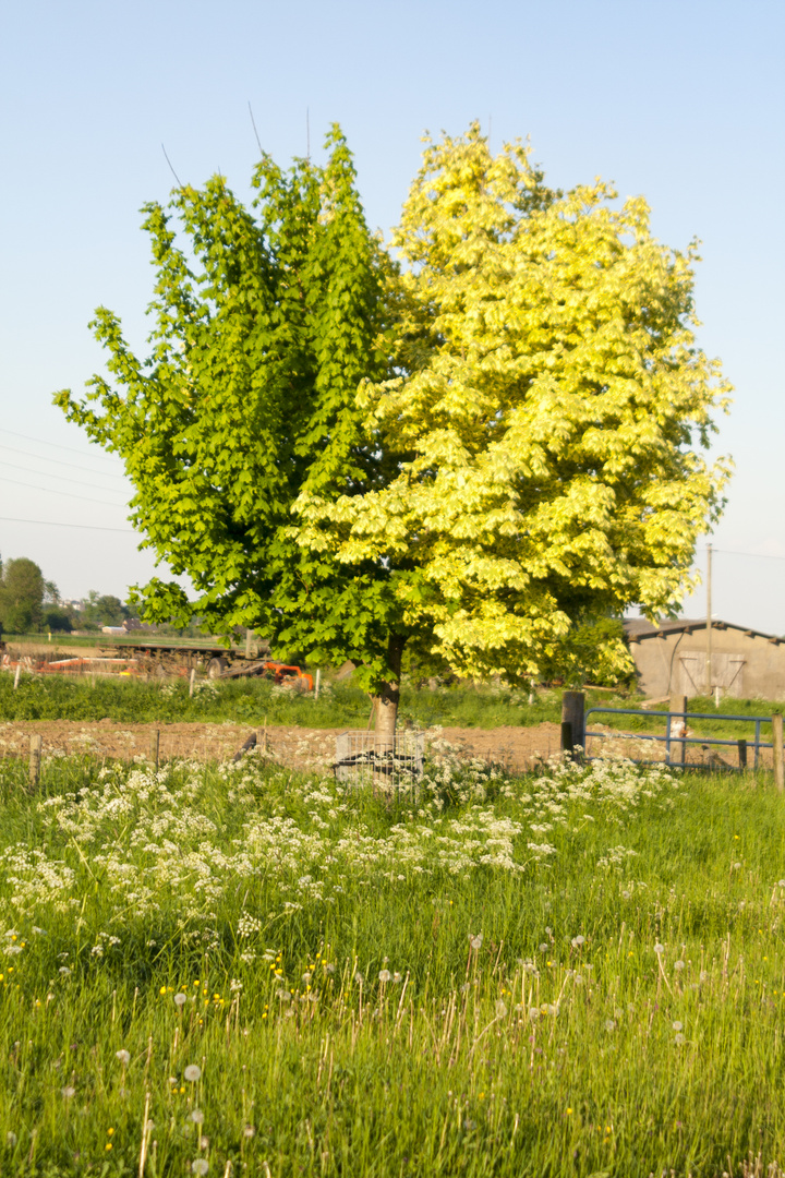 Der zwei in einem Baum