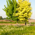 Der zwei in einem Baum