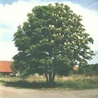 Der Zwei-Jahreszeiten-Baum.