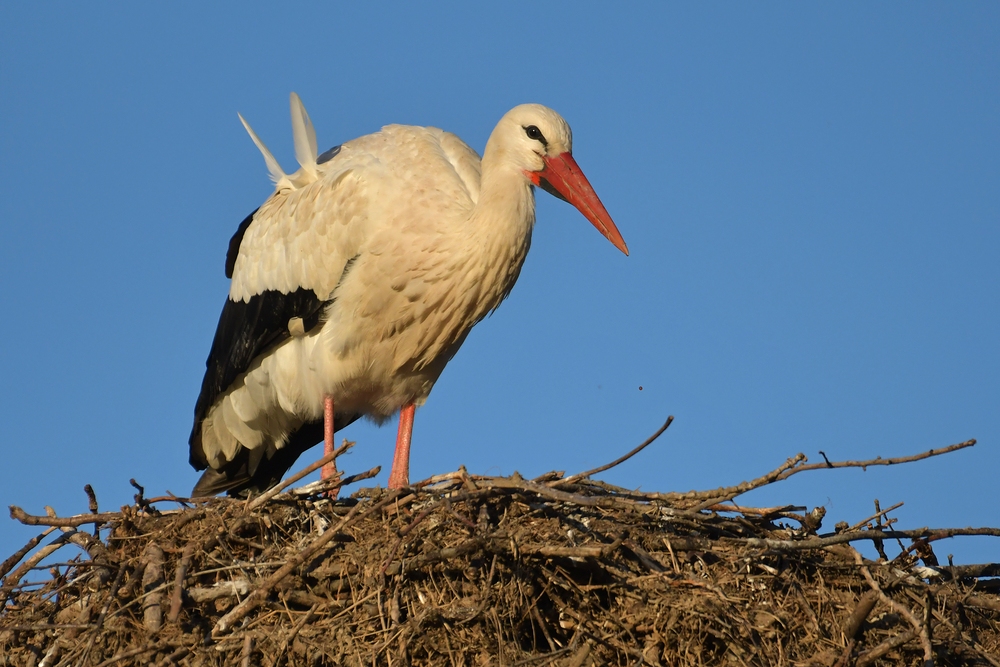 Der Zweifedern – Storch und eine der ersten Bienen des Jahres 01