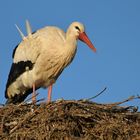 Der Zweifedern – Storch und eine der ersten Bienen des Jahres 01