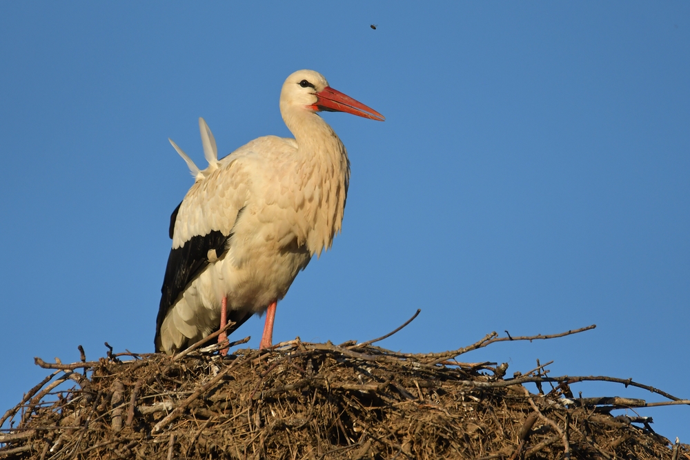 Der Zweifedern – Storch und eine der ersten Bienen des Jahres 03