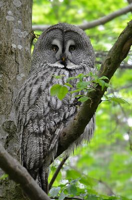 Der Zweig war wohl doch nicht das perfekte Versteck