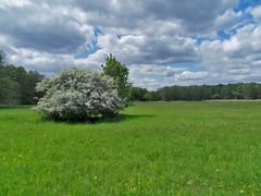 Der Zweigriffelige Weißdorn auf der Orchideenwiese