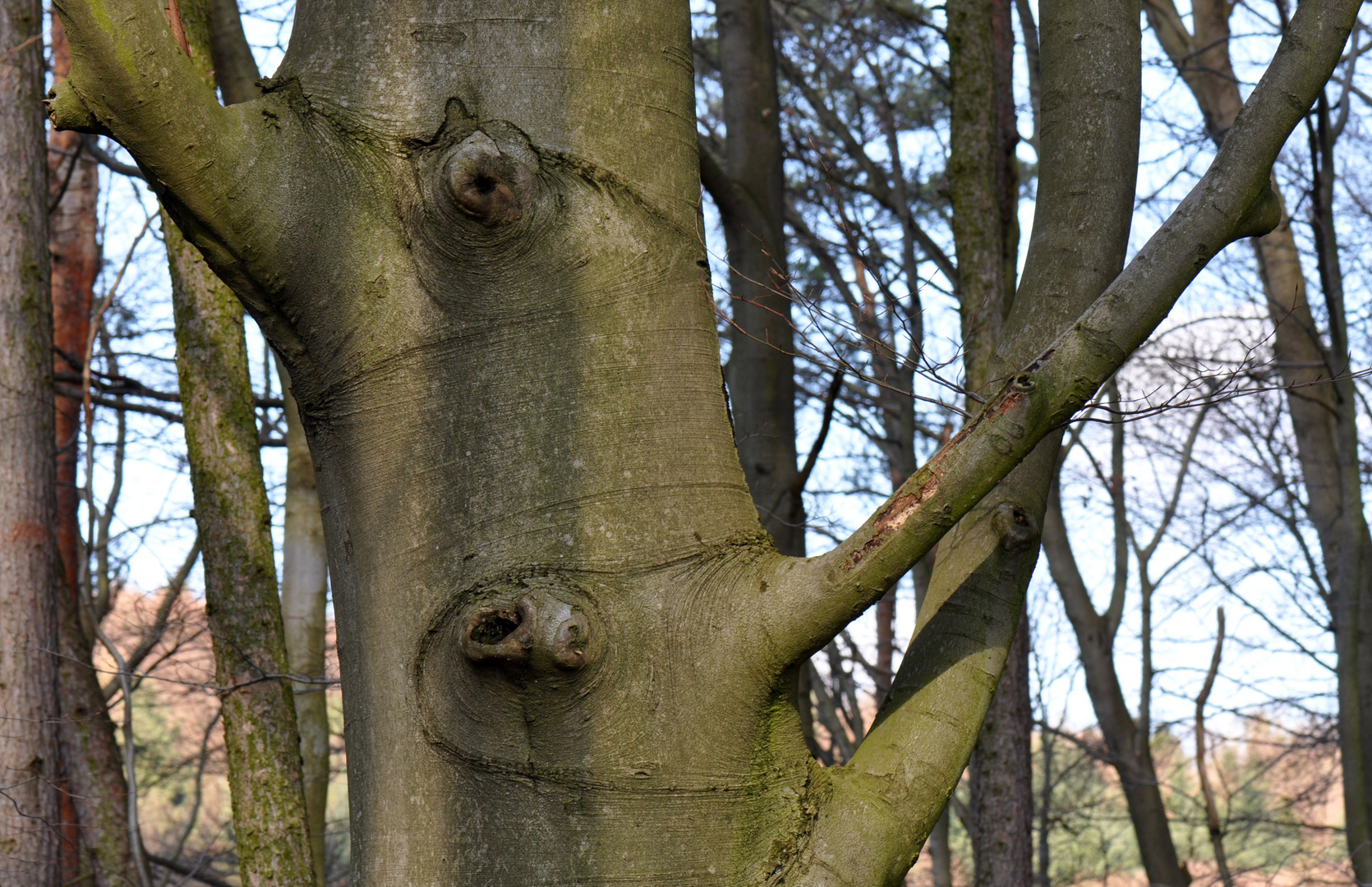 Der Zweiseelenbaum