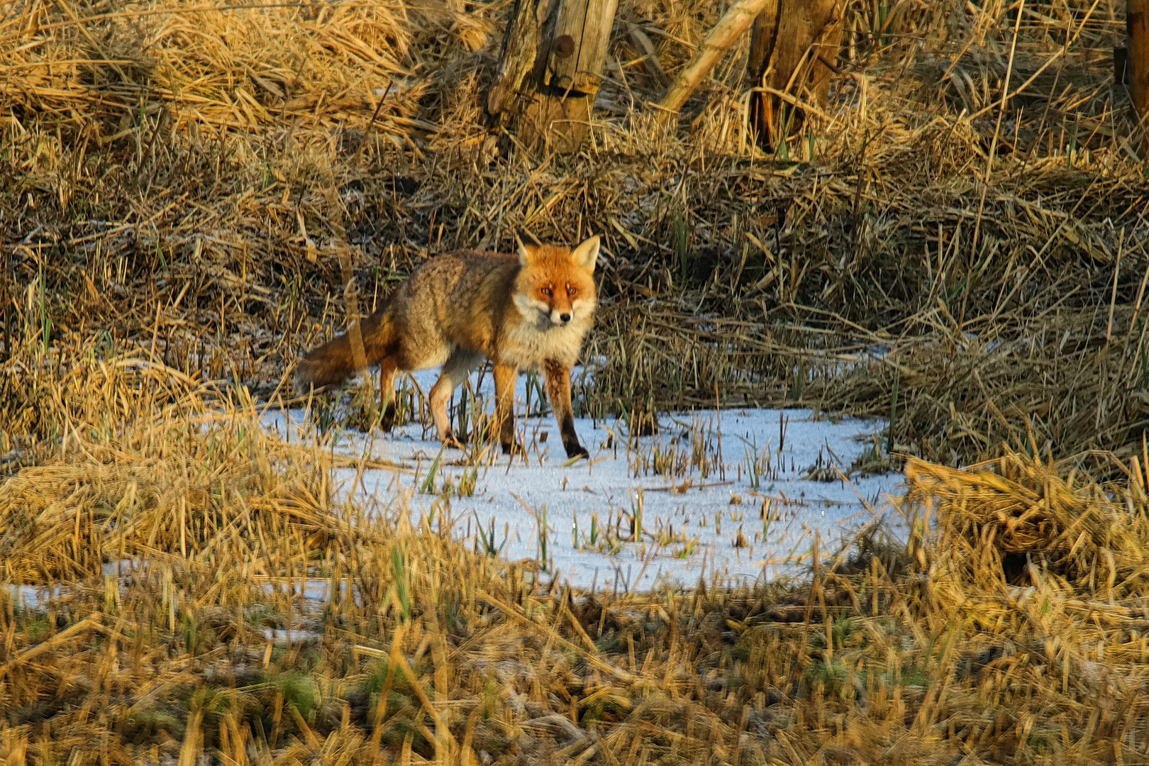 Der zweit Fuchs