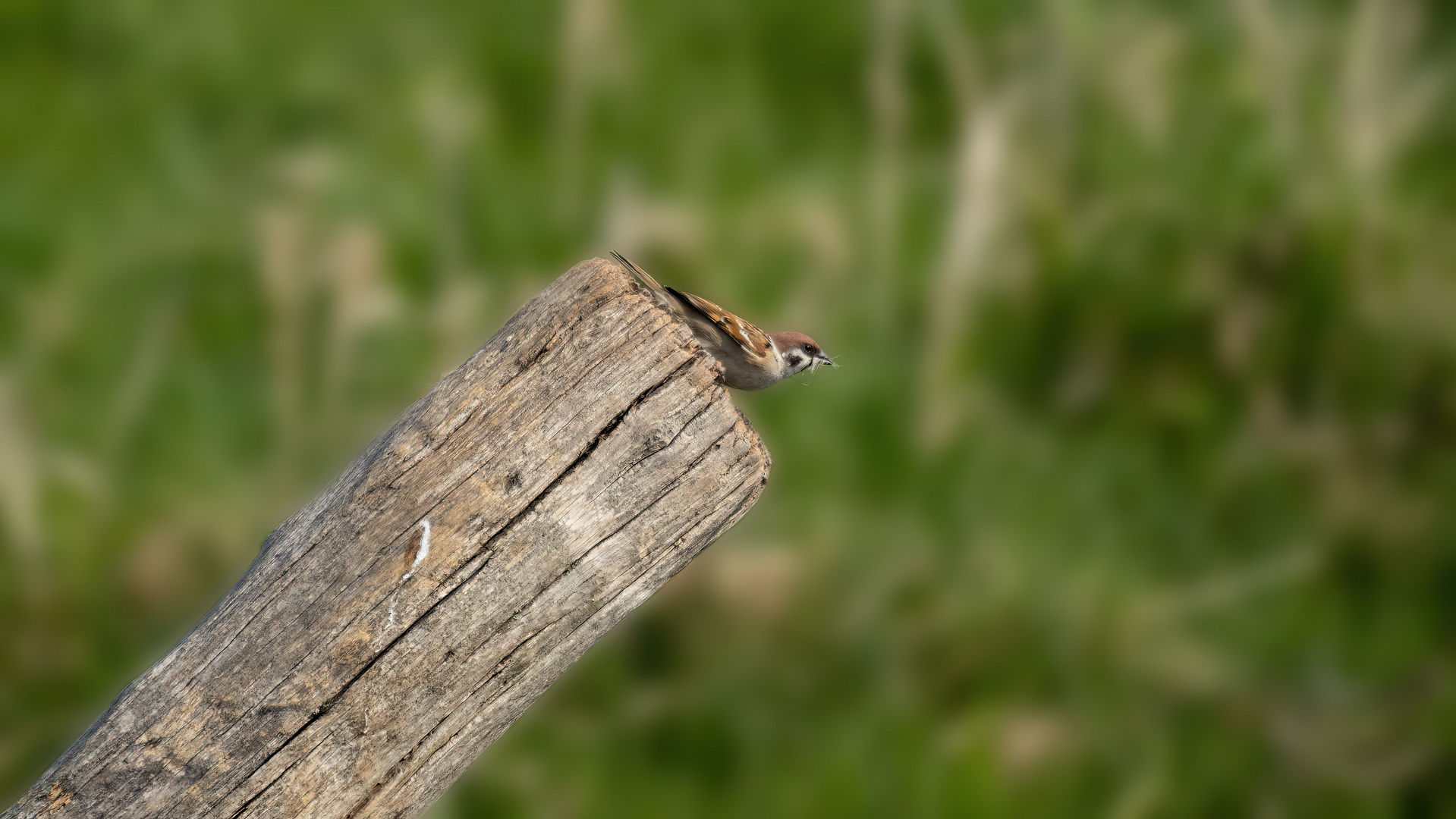 der zweite Besucher