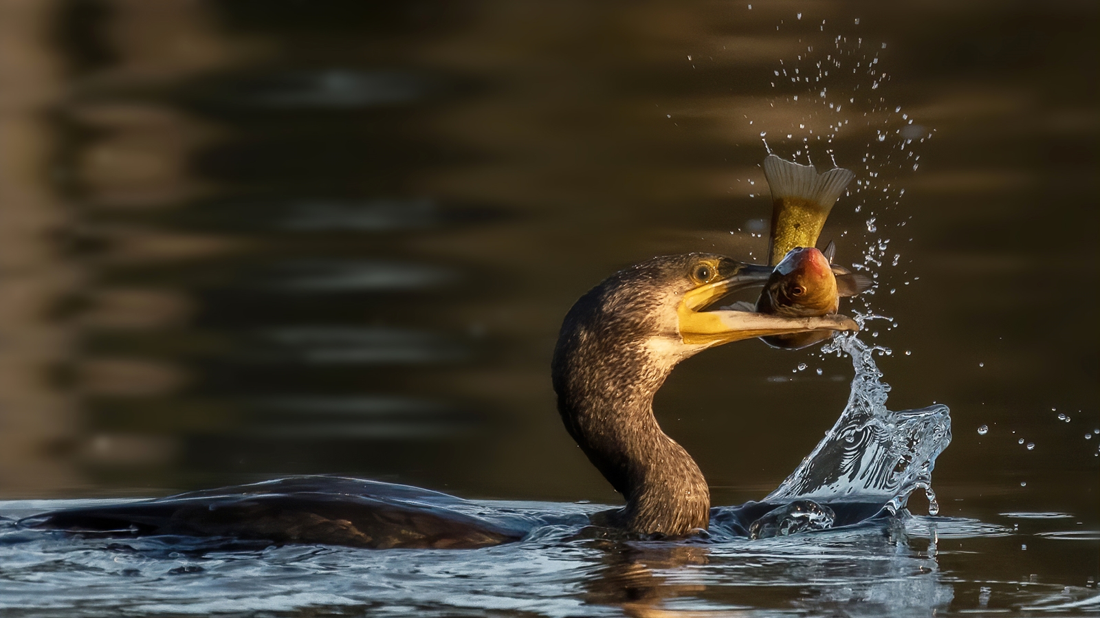 Der zweite Fischfang  