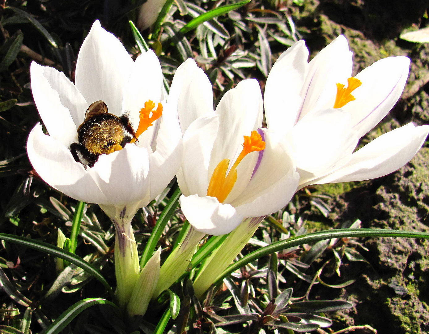 Der zweite Frühlingsgruß