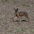 Der zweite Hase in meinem Fotoleben vorzeigbar und hier in vollem Lauf...